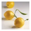 Moule Silicone|Moules À Gâteaux*PAVONI Moule Silicone 8 Citrons 85 ml Cédric Grolet